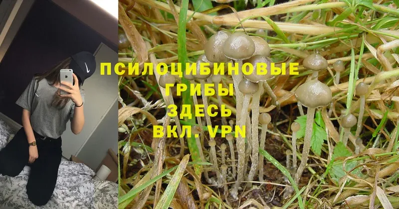 Псилоцибиновые грибы Magic Shrooms  Закаменск 